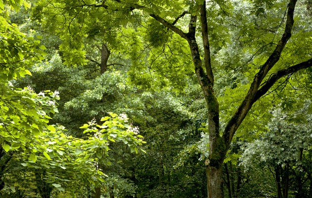 Tree Summer©Ellen Bornkessel