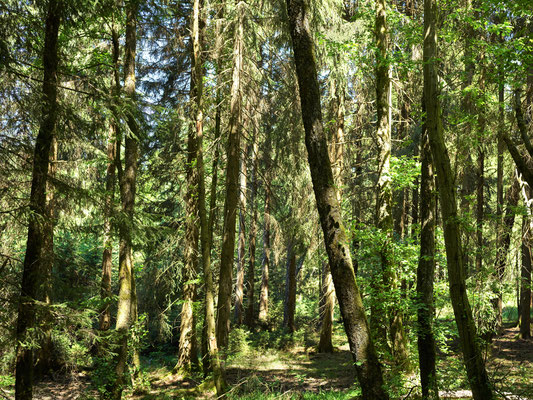 WALD - FOREST