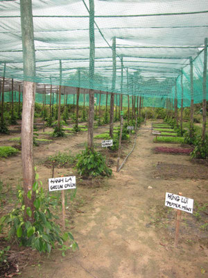 Pepperfarm Phu Quoc