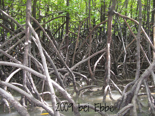 Mangroven bei Ebbe Thailand