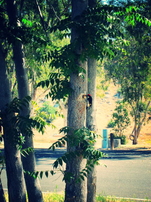 Millerton Lake Meadows Campground