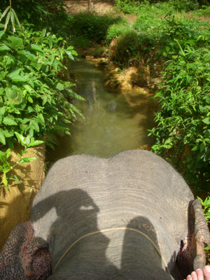 Elefantenreiten Khao Sok Nationalpark