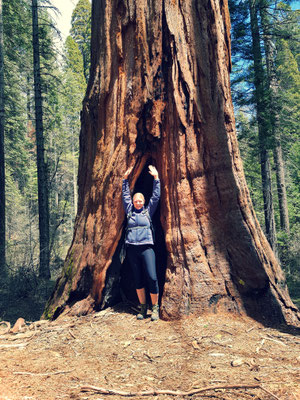 Mariposa Grove