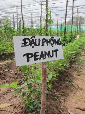 Pepperfarm Phu Quoc