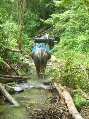 Elefantenreiten Khao Sok Nationalpark