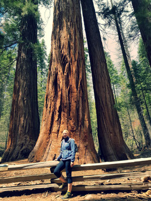 Mariposa Grove