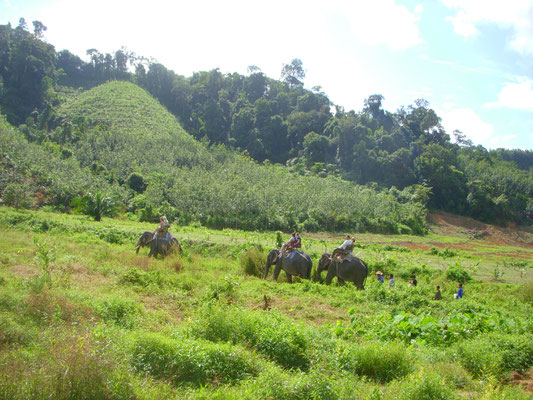 Elefantenreiten Khao Sok Nationalpark