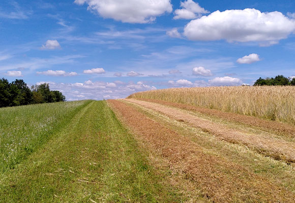 etwas später: das Feld ist gemäht, bevor sich alles selber wieder aussamt. So reift es in der Sonne fertig aus und kann mit dem Mähdrescher aufgenommen werden.  --  Rechts steht noch der Roggen.