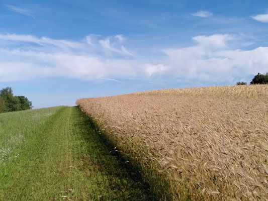 Dasypyrum-Feld am Lichthof - 300 m lang - am 9. Juli 2022