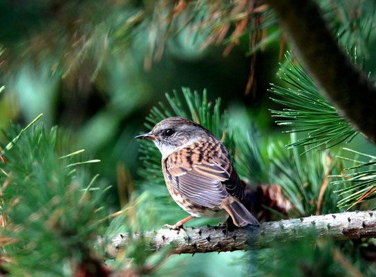 L'épicéa abrite de nombreuses espèces d'oiseaux.