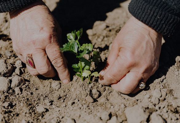 sortir de terre deterrer plante