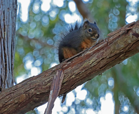 La faune trouve refuge dans le cèdre de l'Atlas