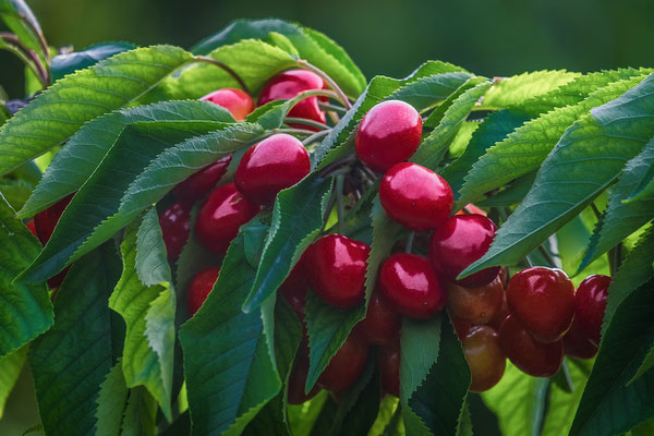 cerise noyau graine semer