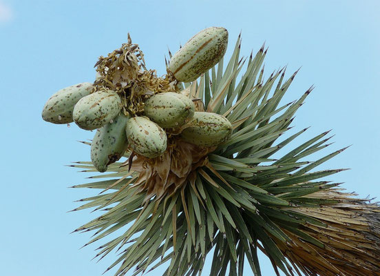 graines dans fruit de l'arbre