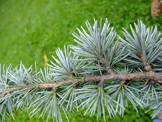 Des bouquets de petites épines