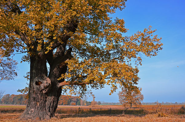 Le chene sessile roussit à l'automne