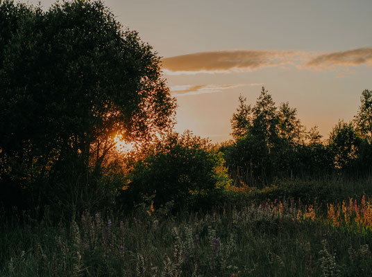 forêt nuit suivi