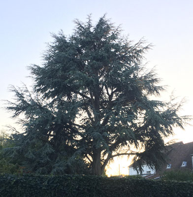 Un cèdre de l'Atlas, majestueux en jardin de ville