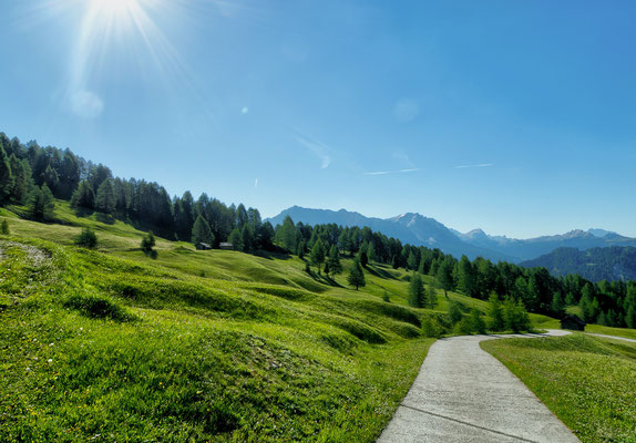 campagne sapins tracking