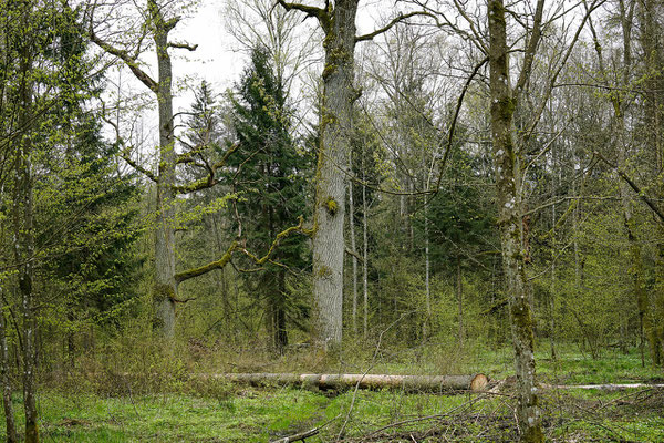 Forêt de chênes en exploitation