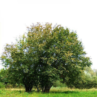 Deux noisetiers plantés côte à côte