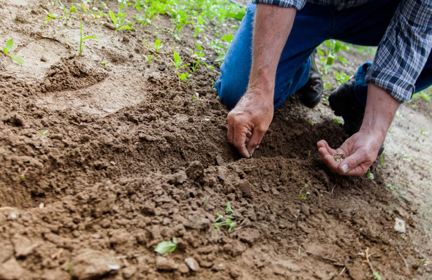 replanter pousses arbres