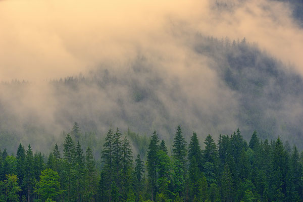 Brume et forêt d'épicéas