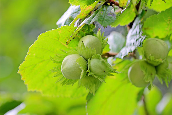 Noisettes fraiches