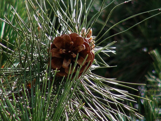 pin pomme fruit graine arbre