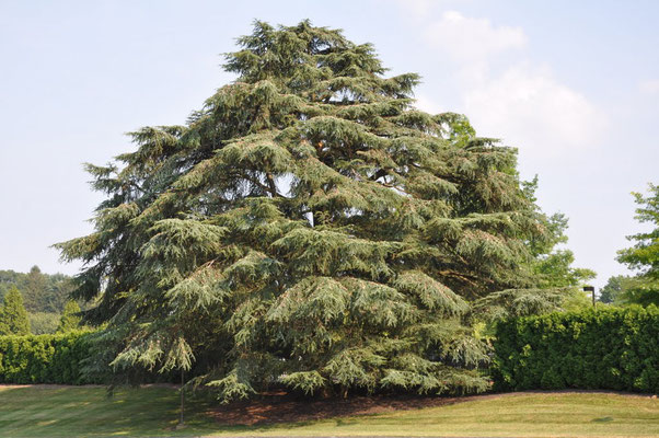 Un géant des jardins, parcs et forêts