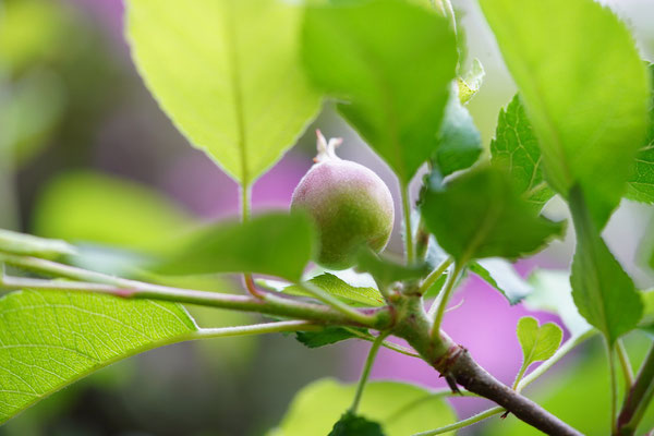 pomme graine pepin semer