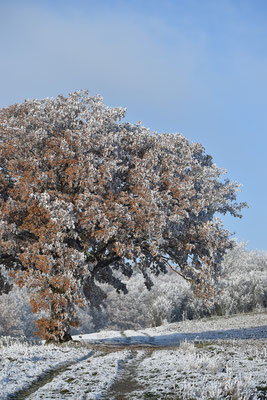 Chêne sessile sous la neige