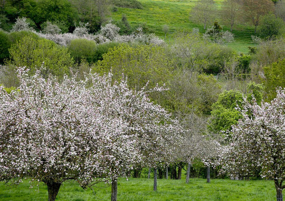 haie bocagère arbres