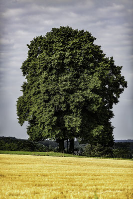 Un arbre au port majestueux