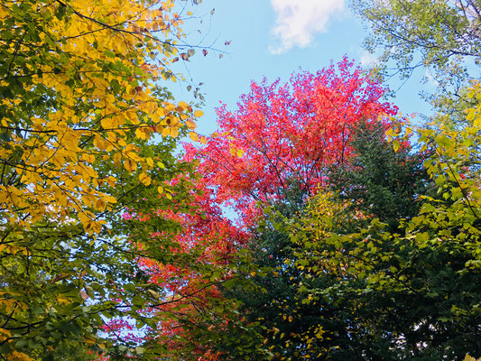 Abre des Laurentides (Canada)