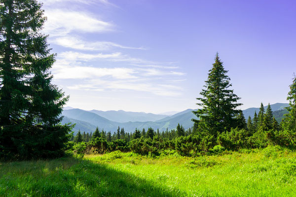 Paysage typique avec épicéas