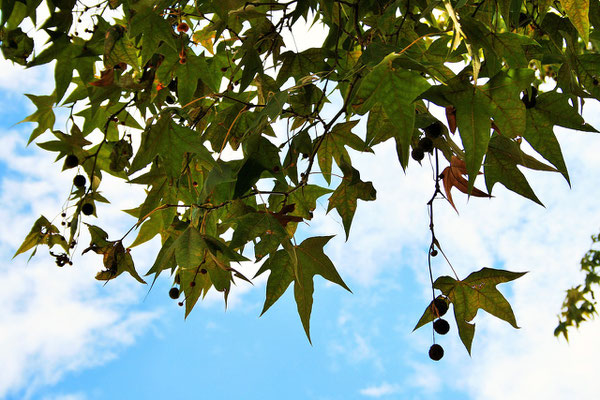 platane fruits semer