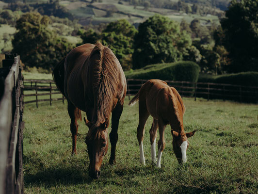 chevaux campagne arbres