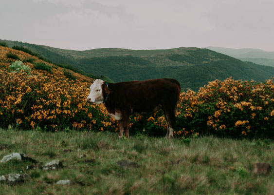 vache arbres campagne