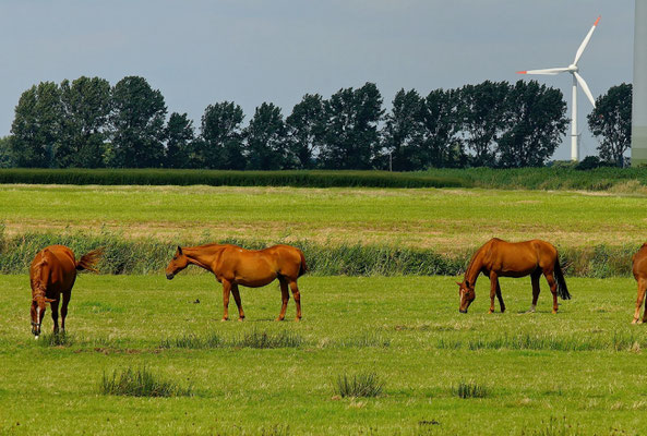 animaux campagne traçabilité arbres