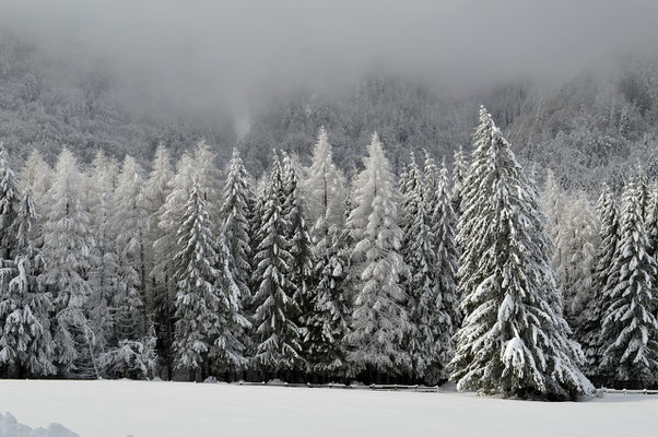 Un paysage courant en France, d'épicéas sous la neige...