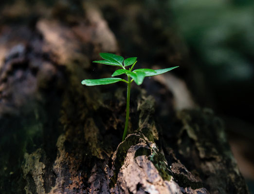 pousse bouture arbre