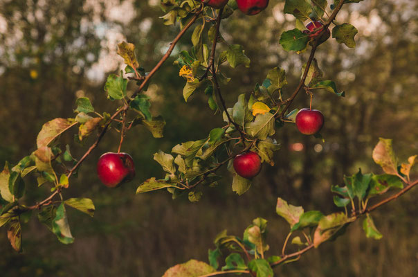 pommes arbre pousse