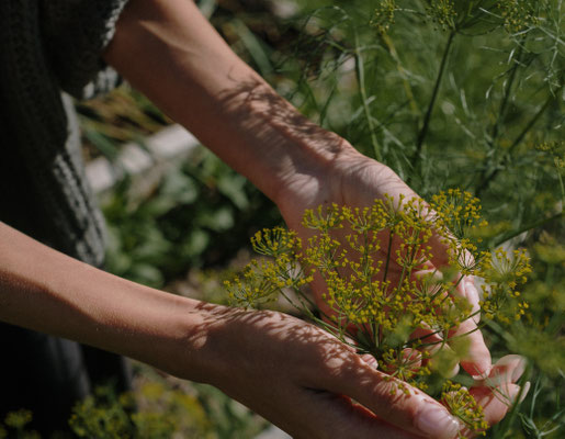 deterrer plantes fleurs