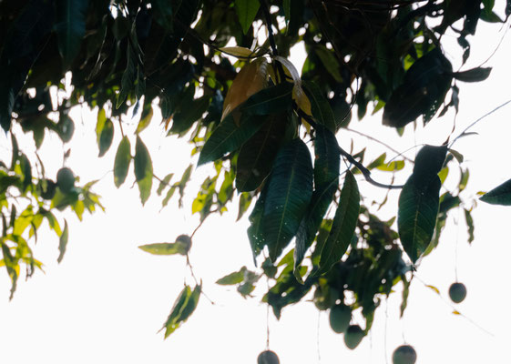 pousse arbre fruits feuilles