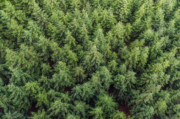 Les forêts ardennaises sont peuplées d'épicéas. Jusqu'à quand ?