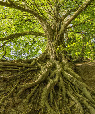 Dans les racines aussi, les arbres piègent le carbone