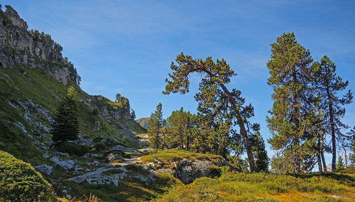 foret conifères