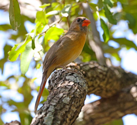 Cardinal sur sa branche de chêne