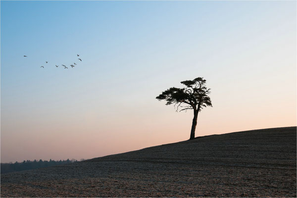 Morgendämmerung